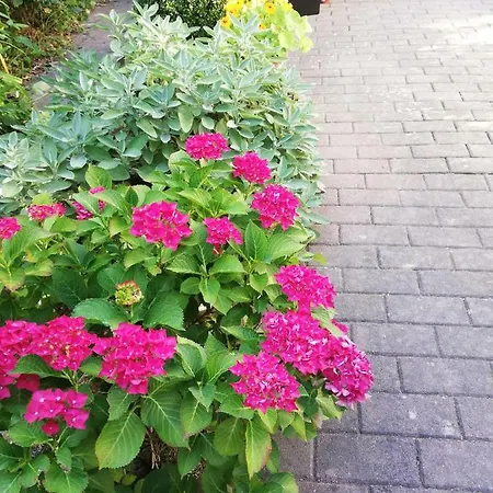 B Nolte * Άινμπεκ